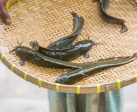 Layanan Bibit Ikan