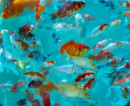 Layanan Ikan Hias