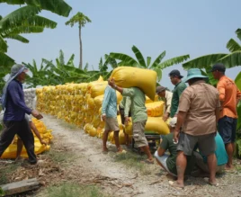 Layanan Pakan