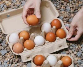 Layanan Telur Ayam